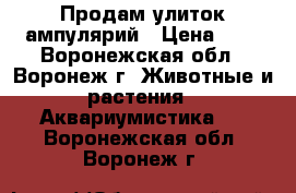 Продам улиток ампулярий › Цена ­ 5 - Воронежская обл., Воронеж г. Животные и растения » Аквариумистика   . Воронежская обл.,Воронеж г.